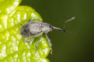 Malino-strawberry weevil - amatőr édes bogyók Malino-strawberry weevil - amatőr édes bogyók